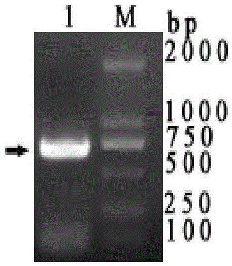 Duck herpesvirus type 1 ul7 truncated recombinant protein and its preparation method and application