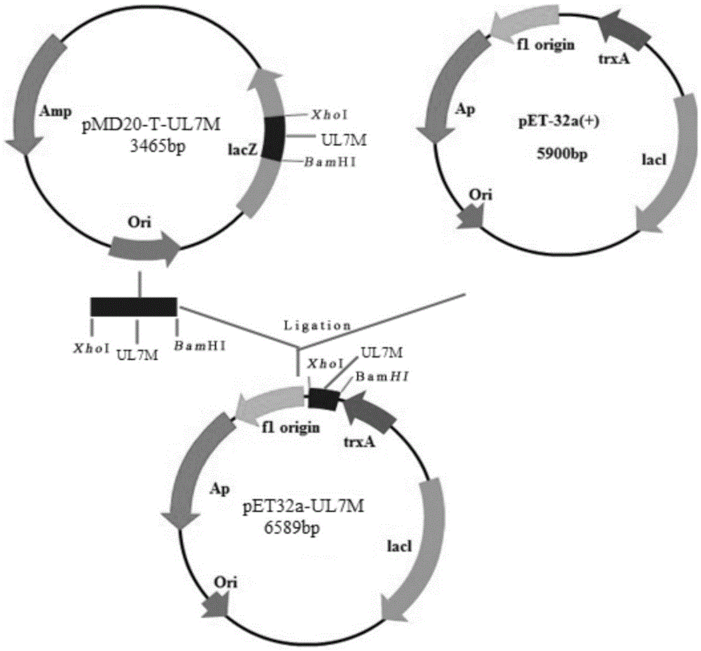 Duck herpesvirus type 1 ul7 truncated recombinant protein and its preparation method and application