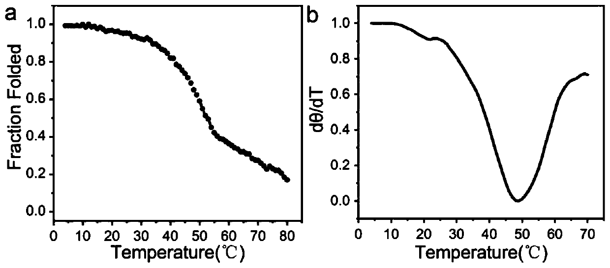 Polypeptide probe for targeted recognition of denatured collagen and detection method thereof