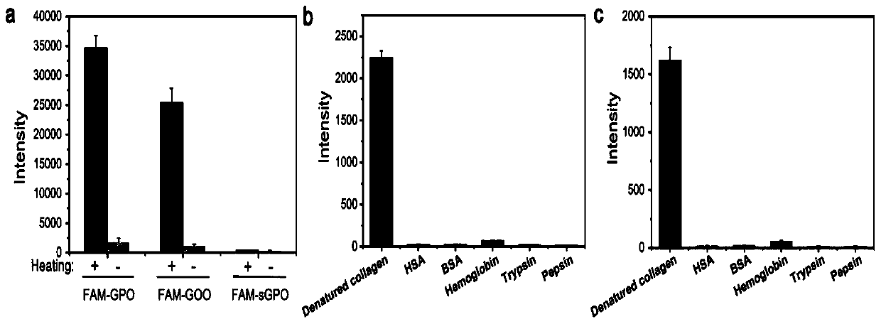 Polypeptide probe for targeted recognition of denatured collagen and detection method thereof