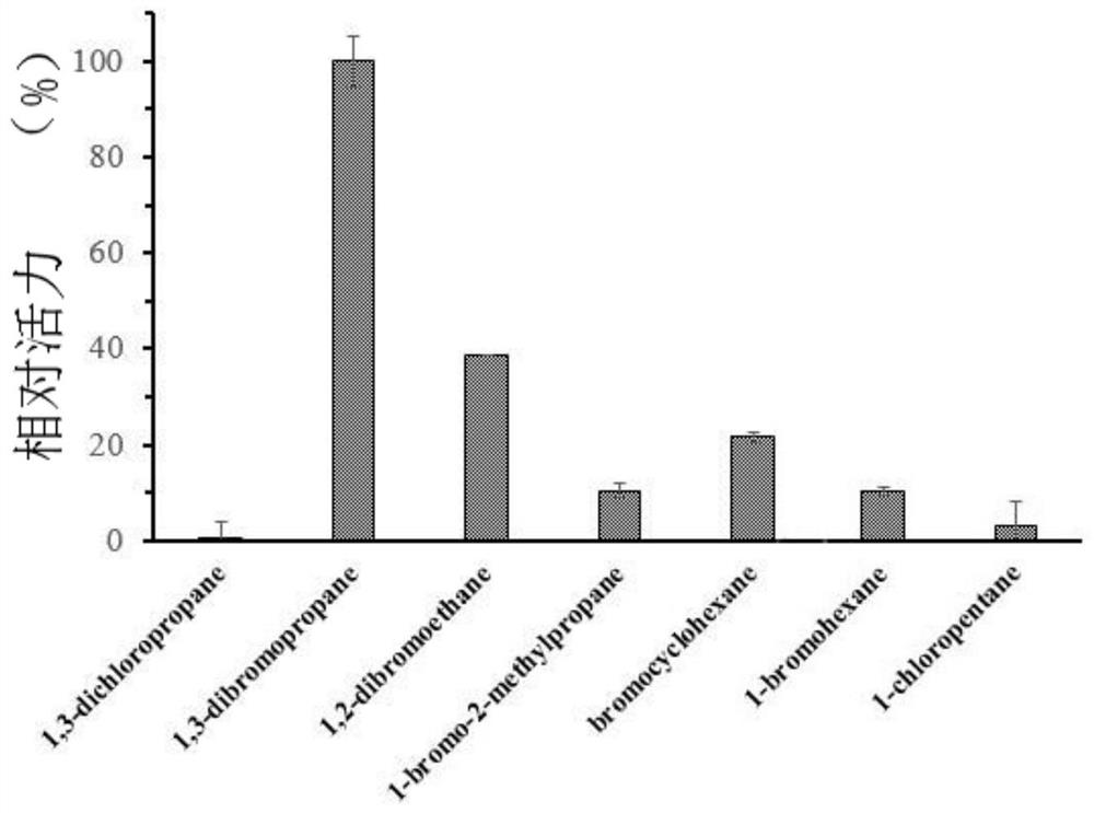 Dehalogenase HldD1, encoding gene thereof and application of dehalogenase HldD1