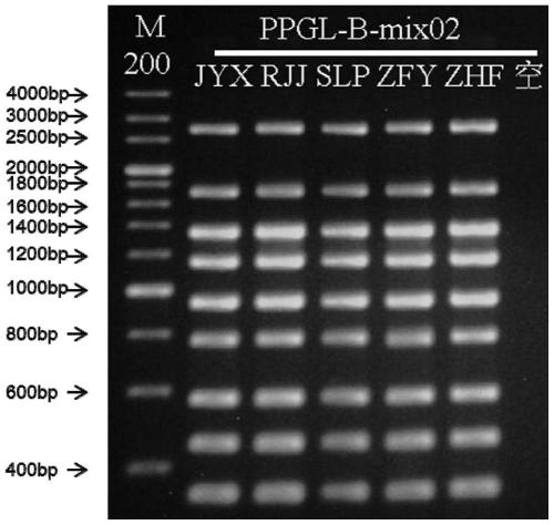 Primer group for detecting pathogenic gene mutation of pheochromocytoma and paraganglioma and application method of primer group