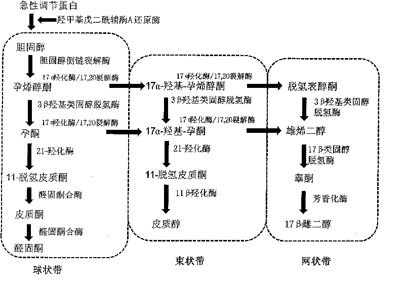 Rapid detection method of effect of bromphenol endocrine disrupters