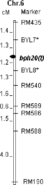 SSR marker BYL8 of brown planthopper resistant genetic locus bph20(t)