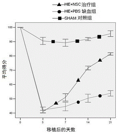 Application of neural stem cells in mediator influenced expression of protein P25 and P35