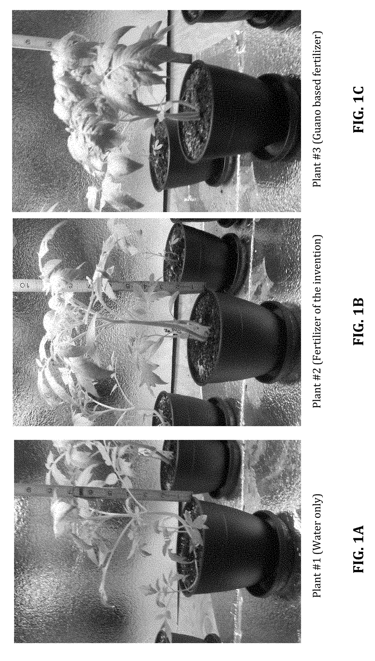 Method of producing fertilizer from alcoholic fermentation waste