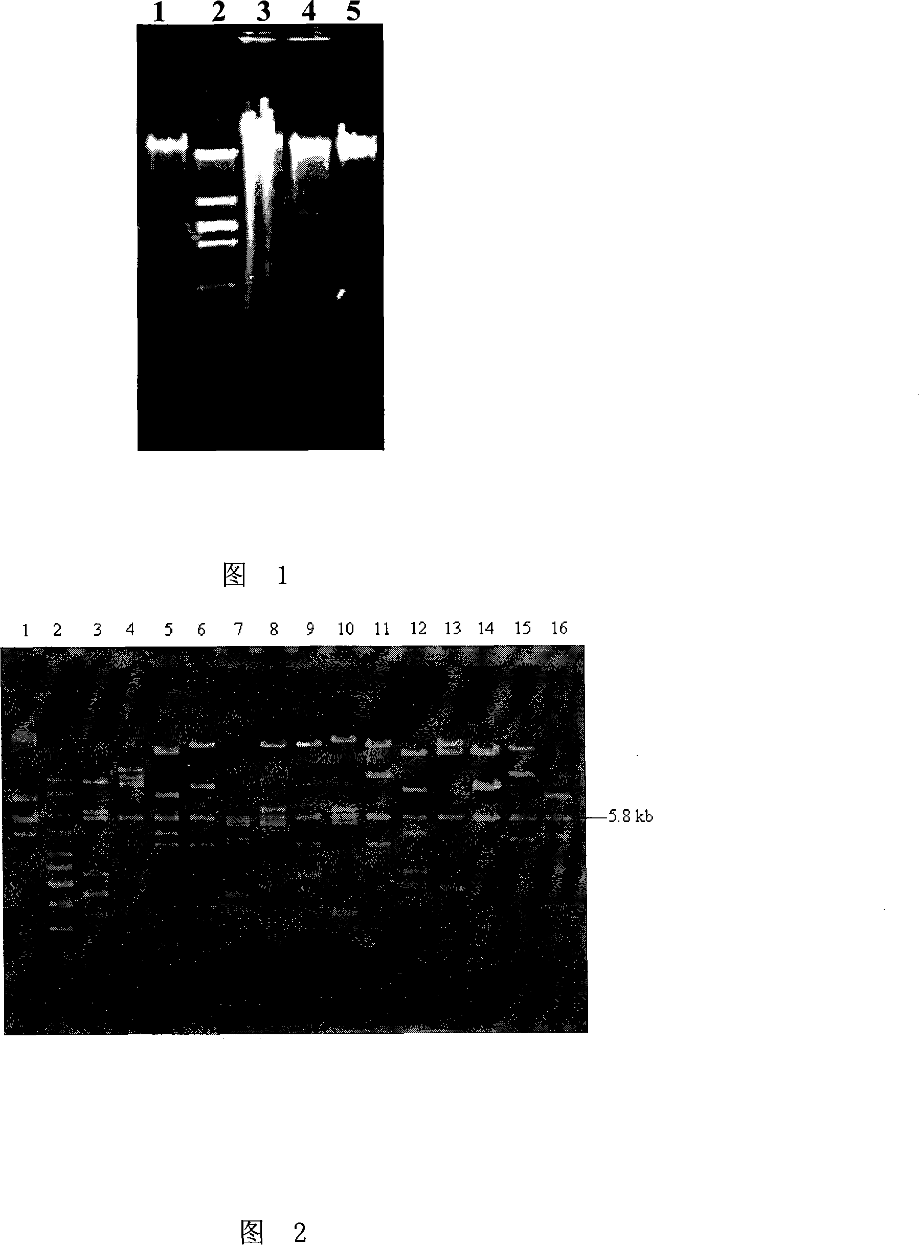 Endoglucanase as well as encoding gene and use thereof