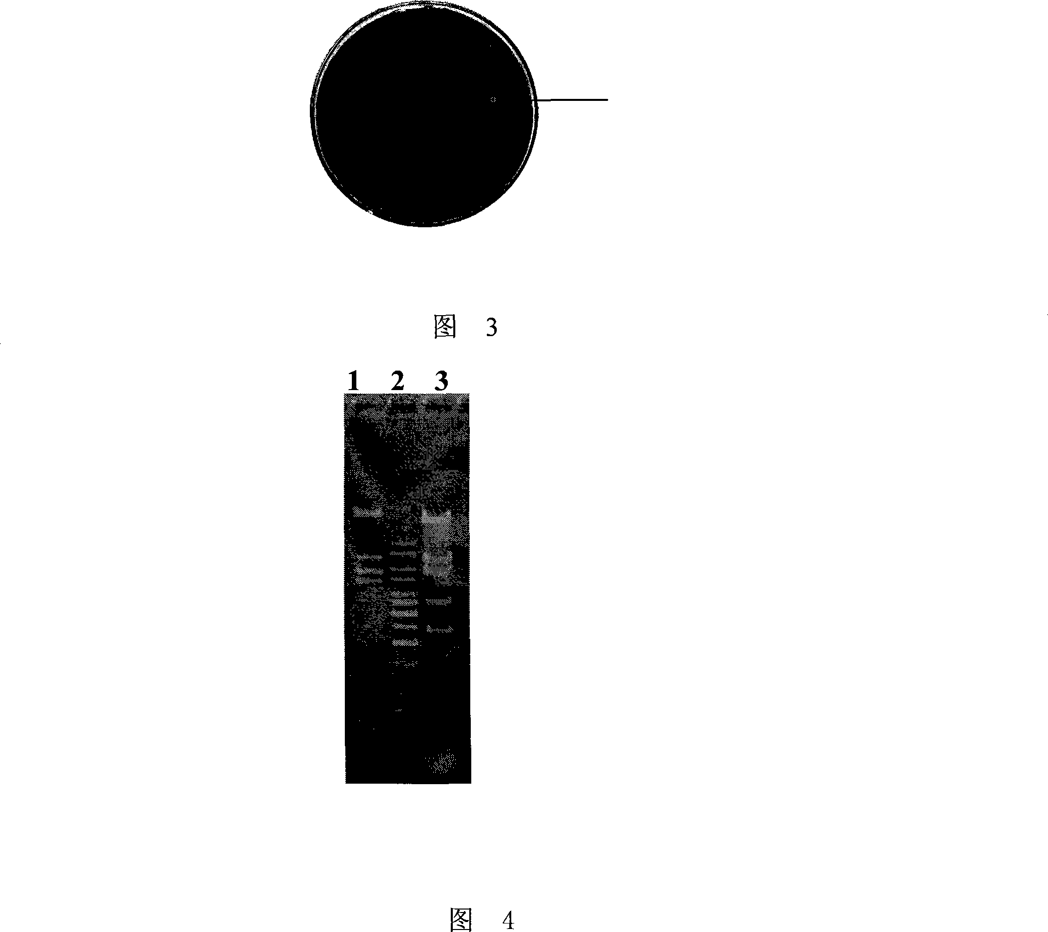 Endoglucanase as well as encoding gene and use thereof