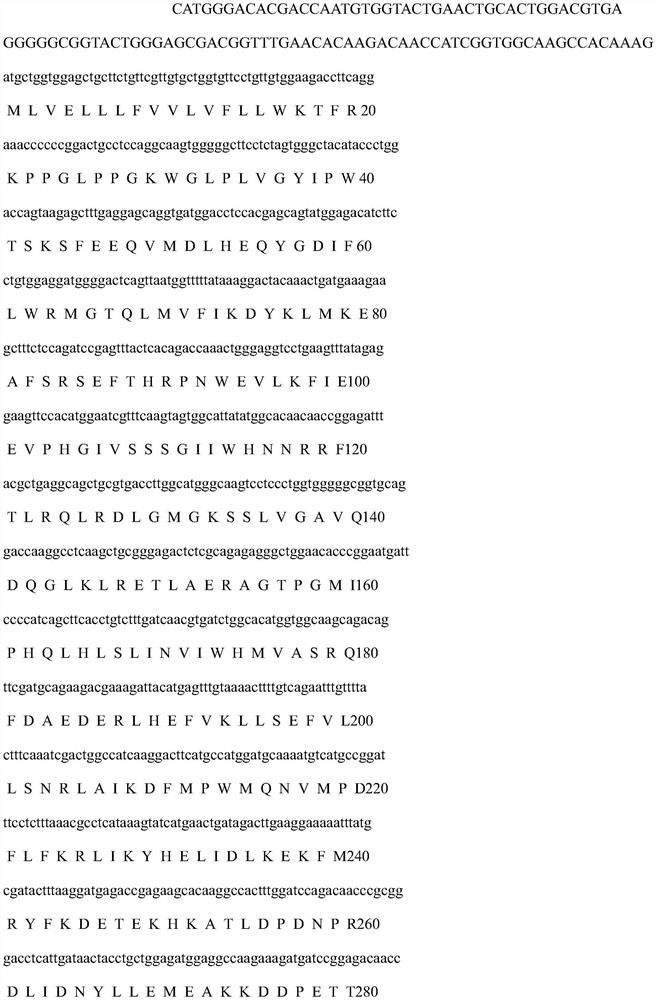 Scylla paramamosain biomarker CYP2 gene and application of scylla paramamosain biomarker CYP2 gene in preparation of pathological detection reagent