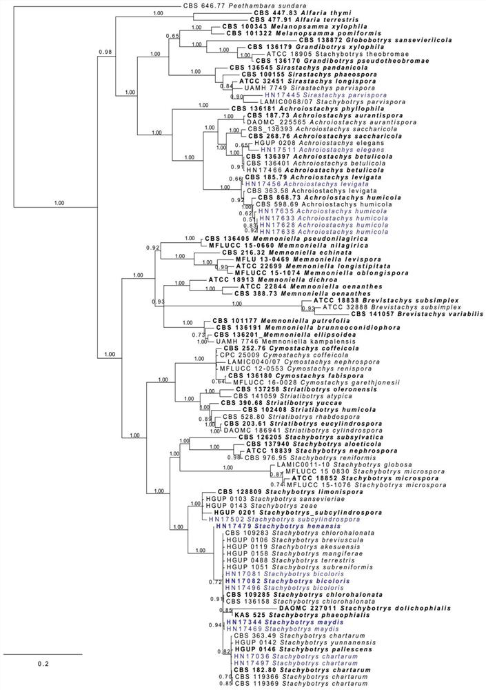 Botryosphaeria botryoides HN17496 strain, biocontrol inoculant and preparation method and application of biocontrol inoculant