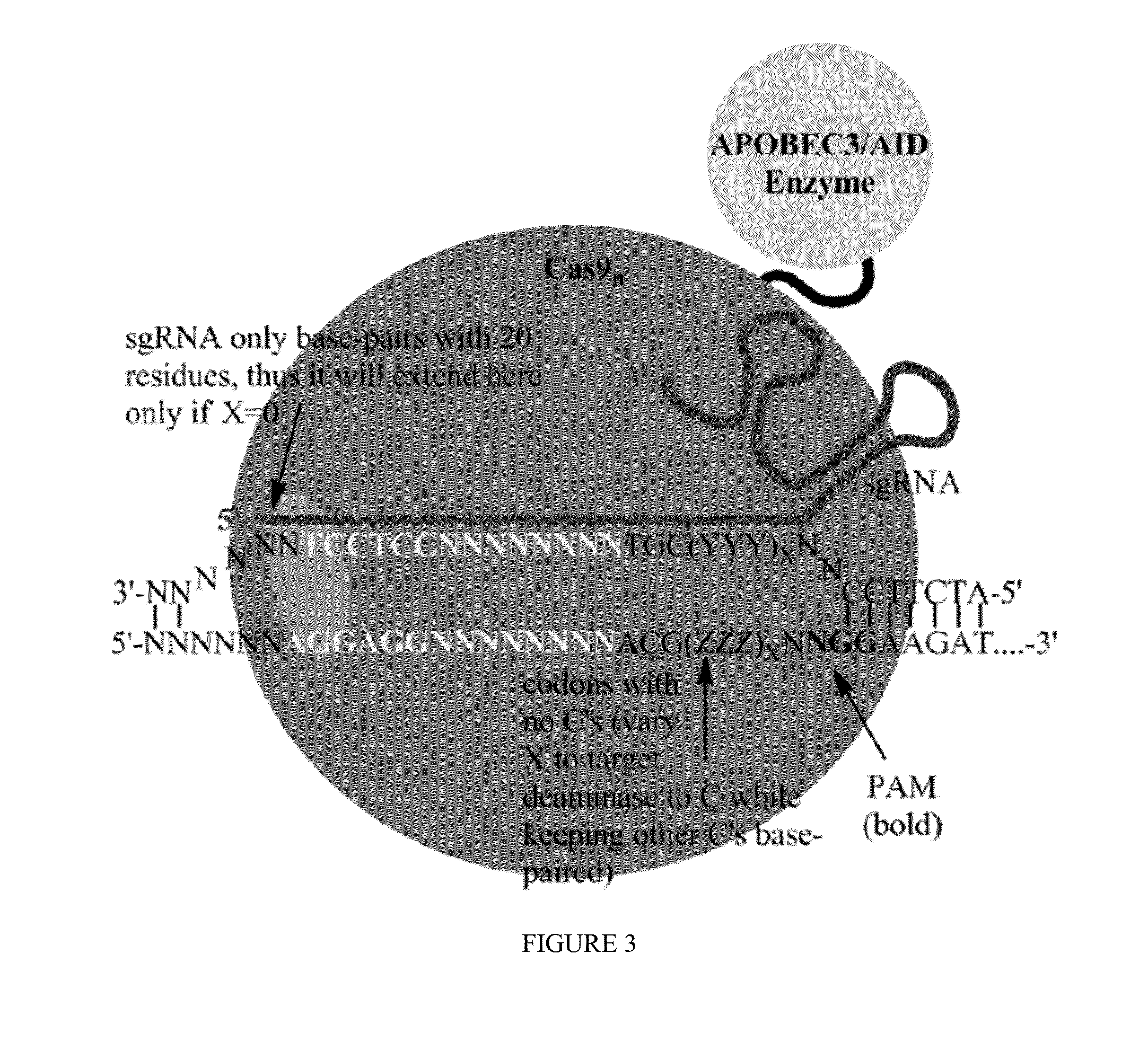 Methods for correcting caspase-9 point mutations