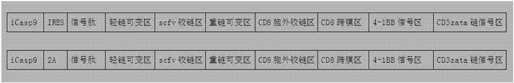 CD19-CAR-T cell carrying iCasp9 suicide gene and use thereof