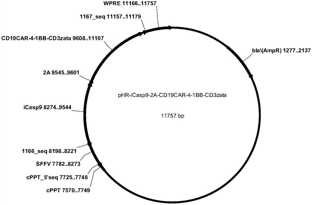 CD19-CAR-T cell carrying iCasp9 suicide gene and use thereof