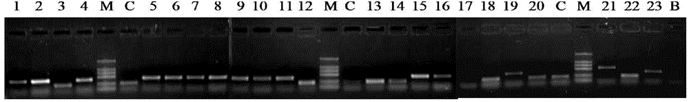 Evolved immunoglobulin binding molecule D-C-G3 and preparation method and application thereof