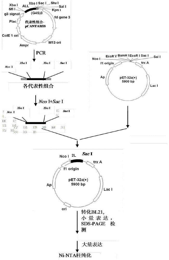 Evolved immunoglobulin binding molecule D-C-G3 and preparation method and application thereof