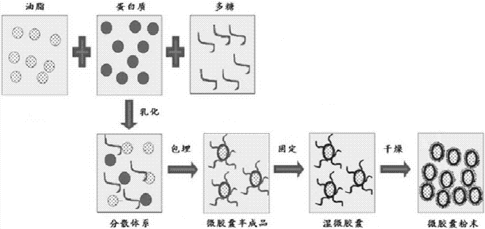 Single-core edible oil and fat microcapsules and preparation method thereof