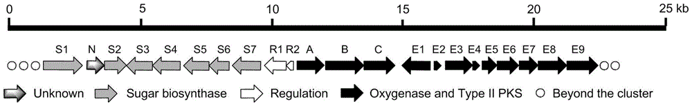 Biosynthetic gene cluster of Rubrolone and application of biosynthetic gene cluster