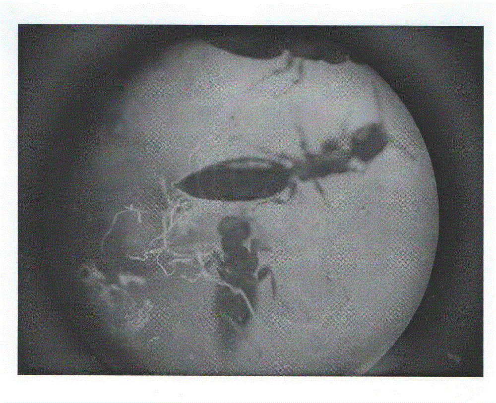 Method for preventing and controlling melanophila picta pallas larvae by Sclerodermus pupariae carrying fusarium solani