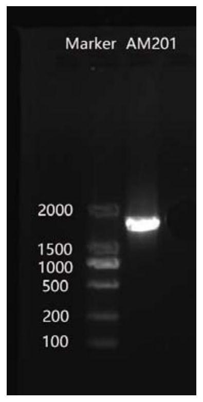 A kind of endophytic bacteria of Atractylodes macrocephala and its application