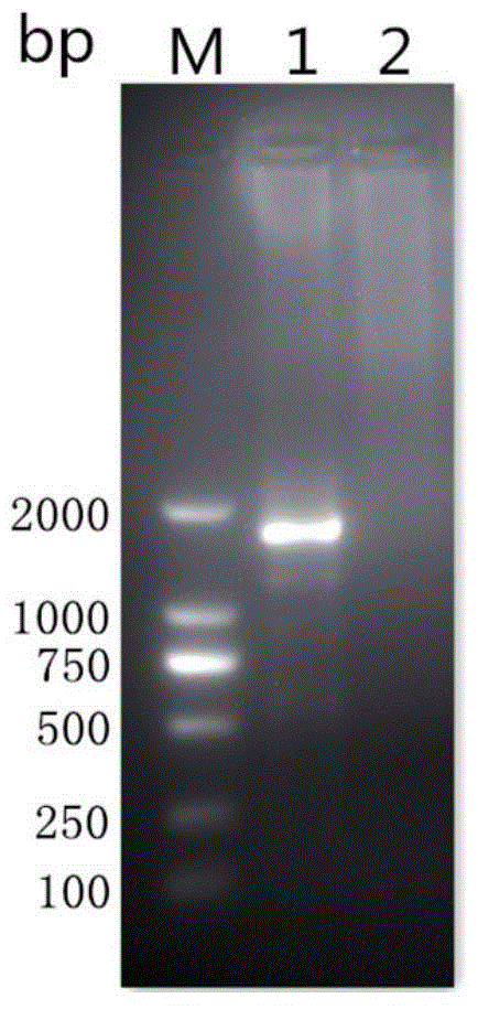 Dog toxoplasma gondii antibody indirect ELISA detection kit