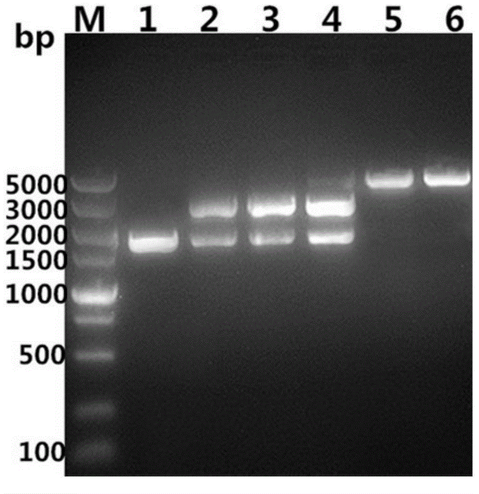 Dog toxoplasma gondii antibody indirect ELISA detection kit