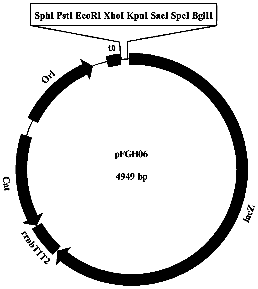 Prokaryotic promoter reporting system based on lacZ gene and pUC replicon, and construction method and application thereof