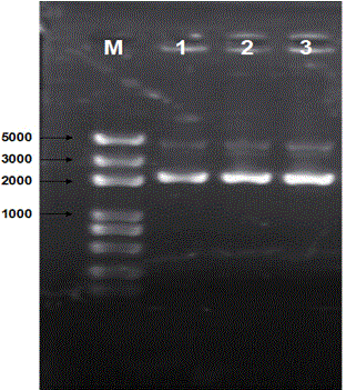 Alginate lyase SHA-I gene and expression vector thereof