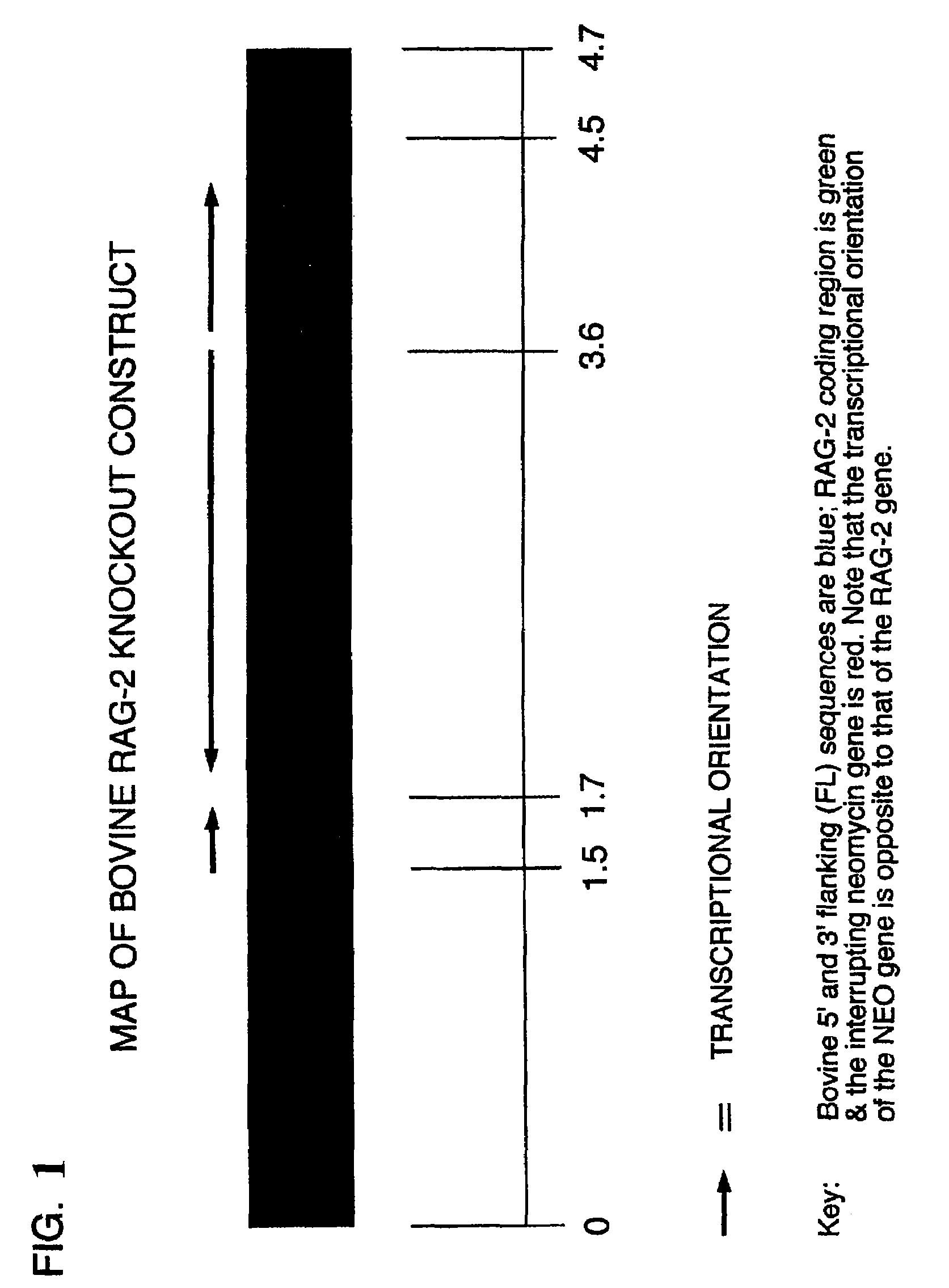 Production of ungulates, preferably bovines that produce human immunoglobulins