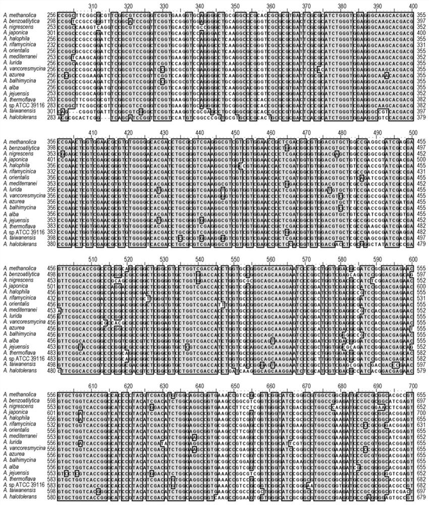 Detection method for identifying amycolatopsis