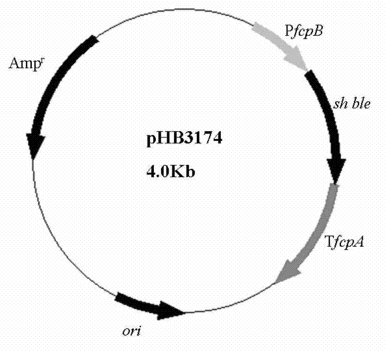 Method for improving genetic characteristics in diatom oil production