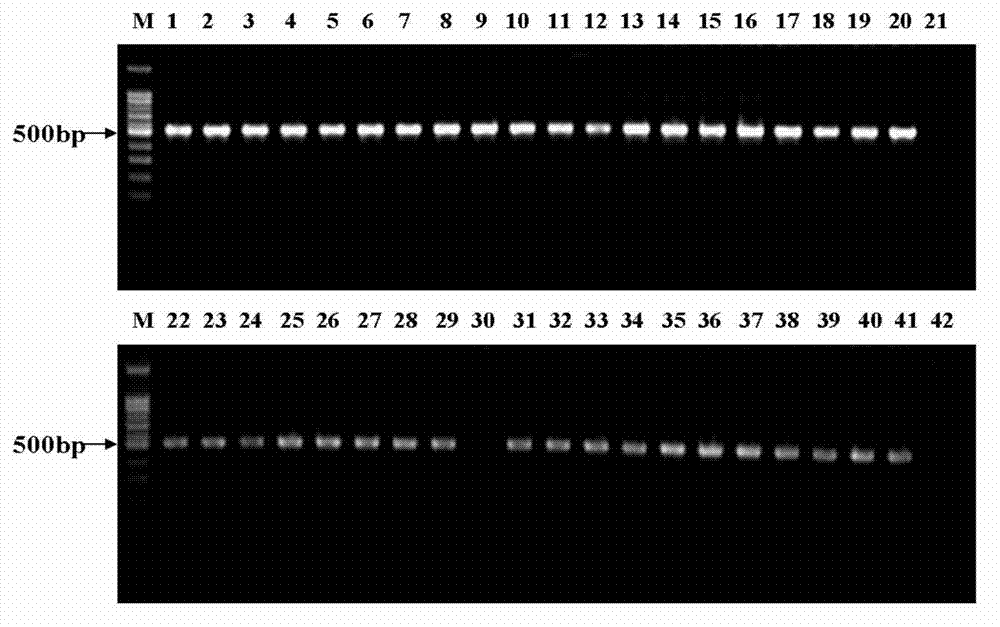 Method for improving genetic characteristics in diatom oil production