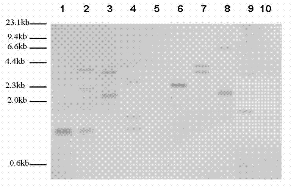 Method for improving genetic characteristics in diatom oil production