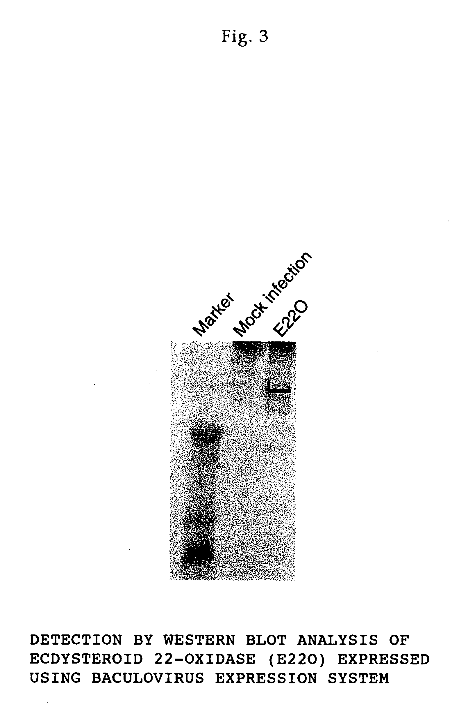 &#x3c;I&gt;Nomuraeae rileyi&#x3c;/I&gt;-origin ecdysteroid 22-oxidase and molt hormone inactivation system with the use of the same