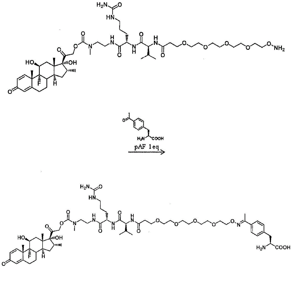 Anti-psma antibodies conjugated to nuclear receptor ligand polypeptides