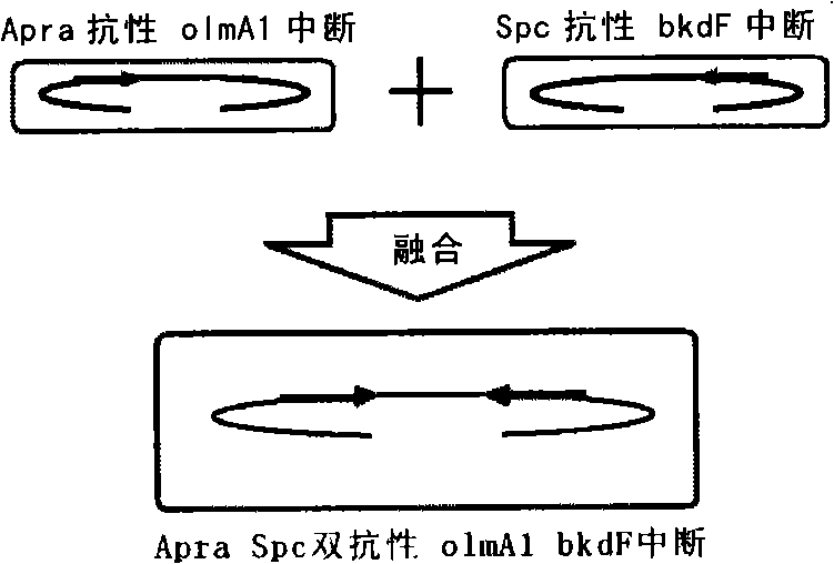 Method for improving doramectin preparing bacterium with genome reorganization technique