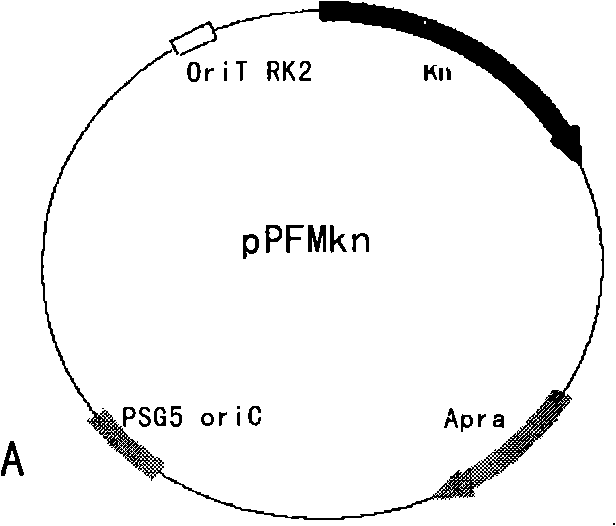 Method for improving doramectin preparing bacterium with genome reorganization technique