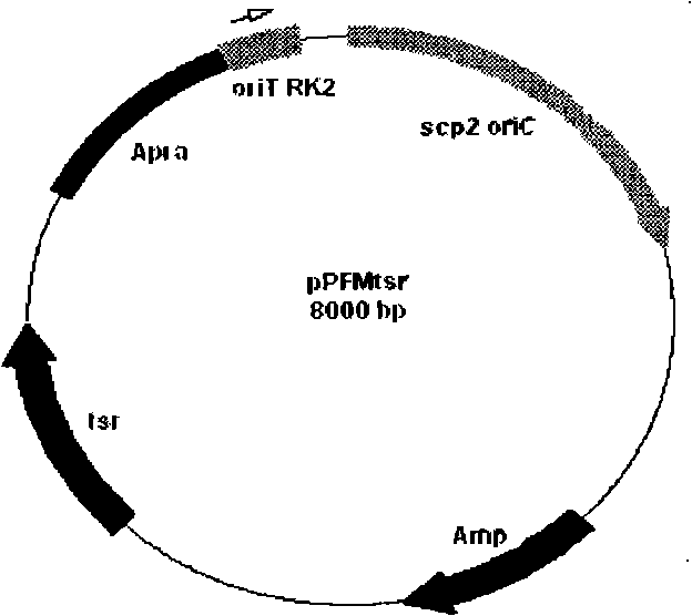 Method for improving doramectin preparing bacterium with genome reorganization technique