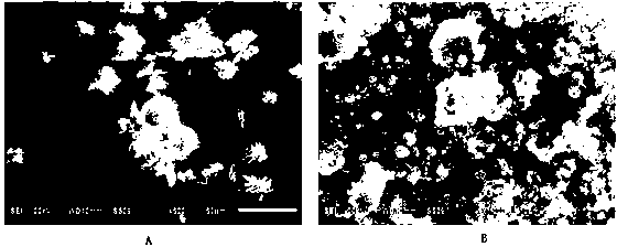 Poly-o-aminophenol antibacterial material and preparation method thereof