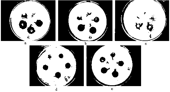 Poly-o-aminophenol antibacterial material and preparation method thereof