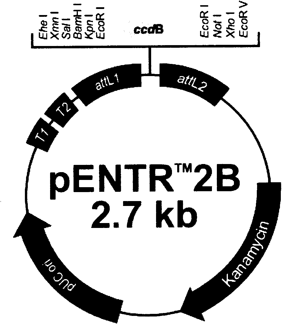 High-efficiency recombined adenovirus containing ndrg2 gene and pharmic purpose thereof