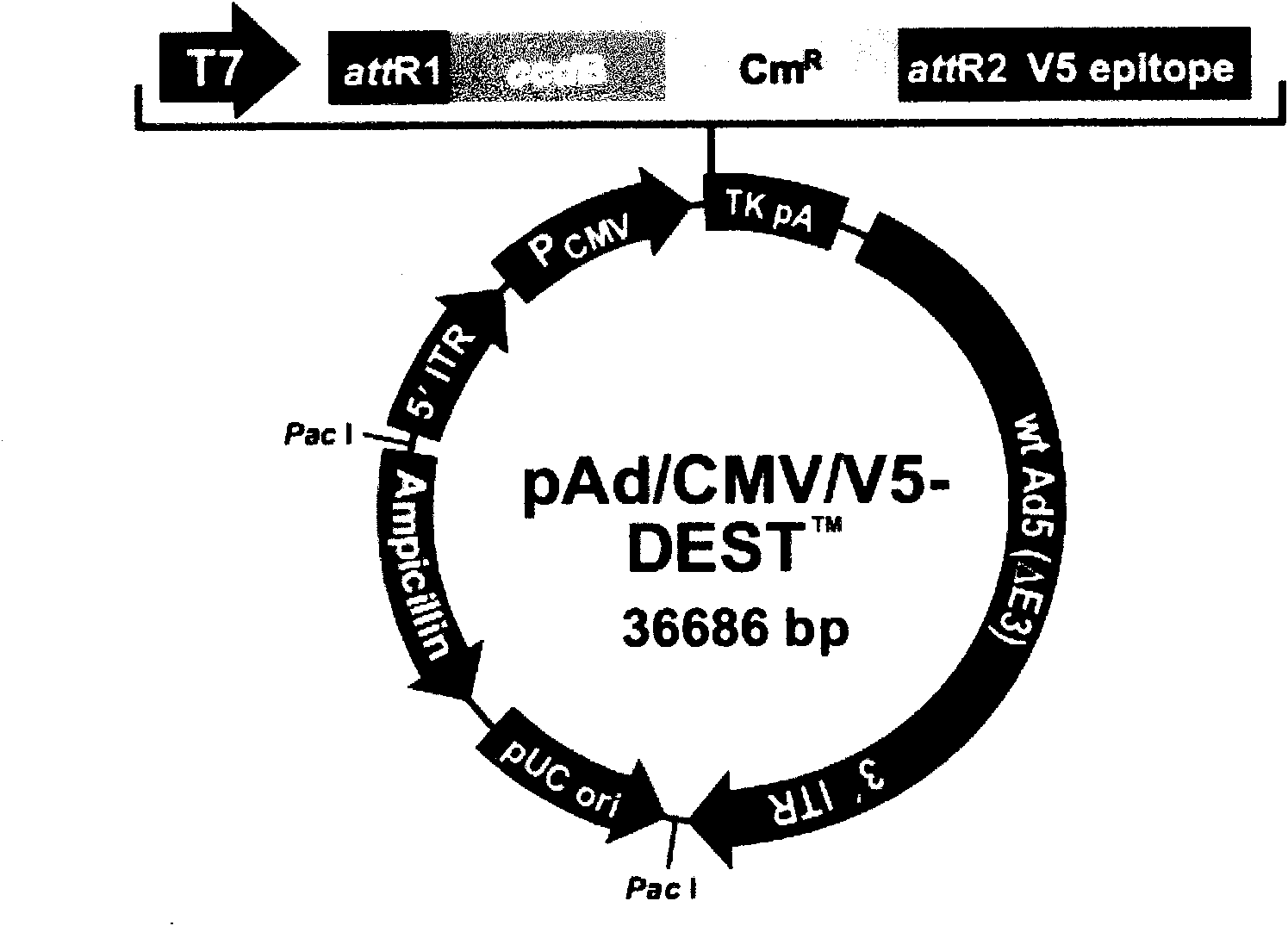 High-efficiency recombined adenovirus containing ndrg2 gene and pharmic purpose thereof