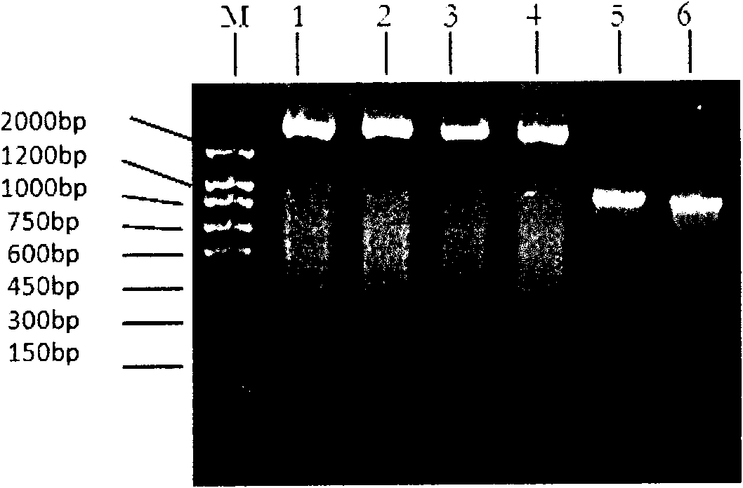 High-efficiency recombined adenovirus containing ndrg2 gene and pharmic purpose thereof