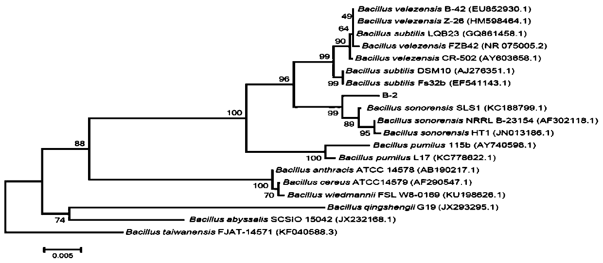 Microbial agent YF beneficial for growth of corns in saline soil and application of microbial agent YF