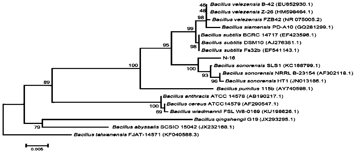 Microbial agent YF beneficial for growth of corns in saline soil and application of microbial agent YF