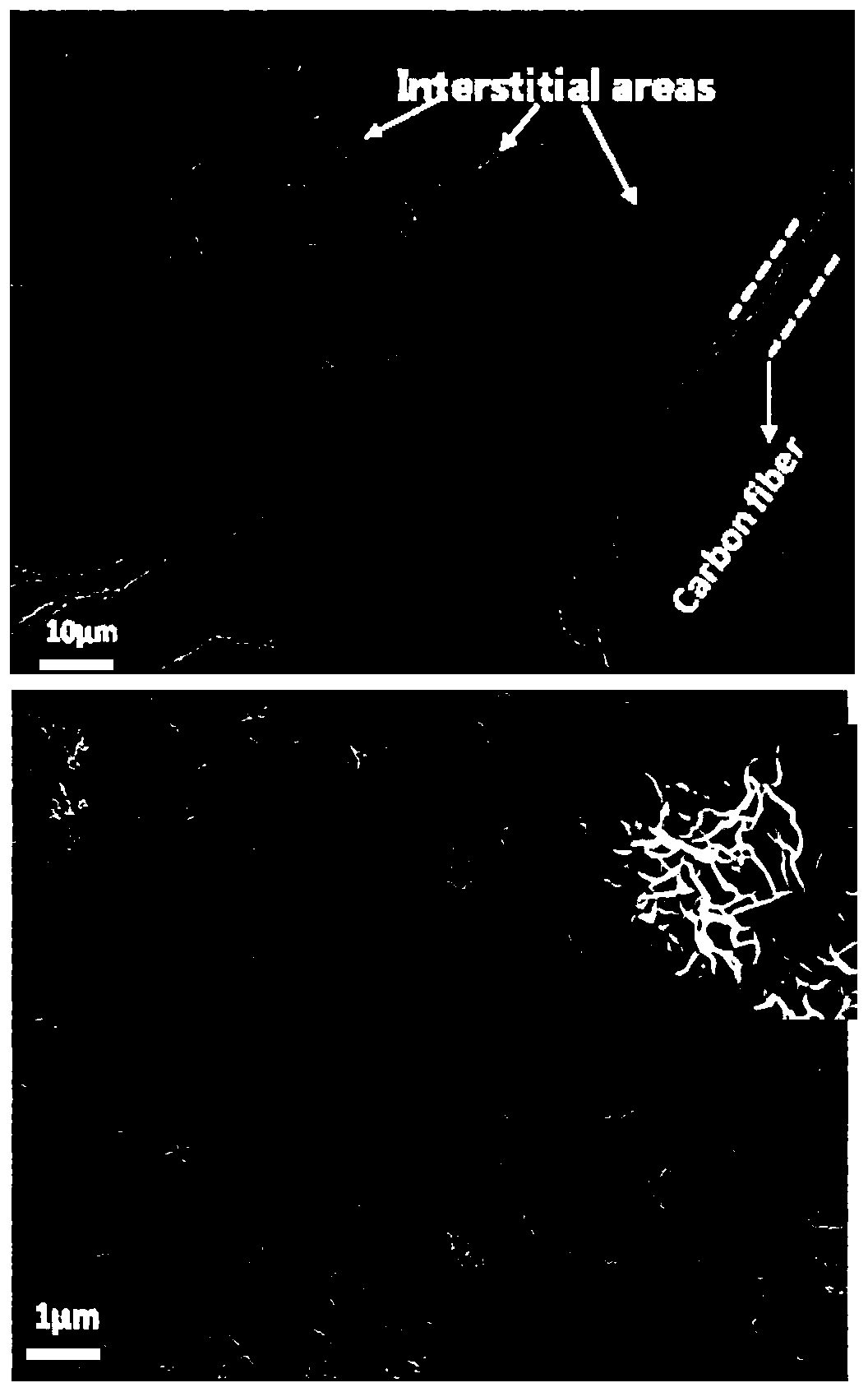 Preparation method for tissue-derived carbon fiber loaded MoS2 microflower composite material and application in lithium-sulfur battery