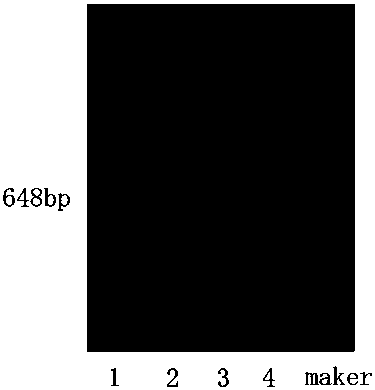 Molecular markers, primers and methods for estimating the length of the right end of tobacco n-introduced fragments