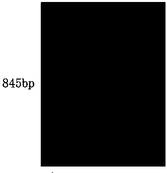 Molecular markers, primers and methods for estimating the length of the right end of tobacco n-introduced fragments