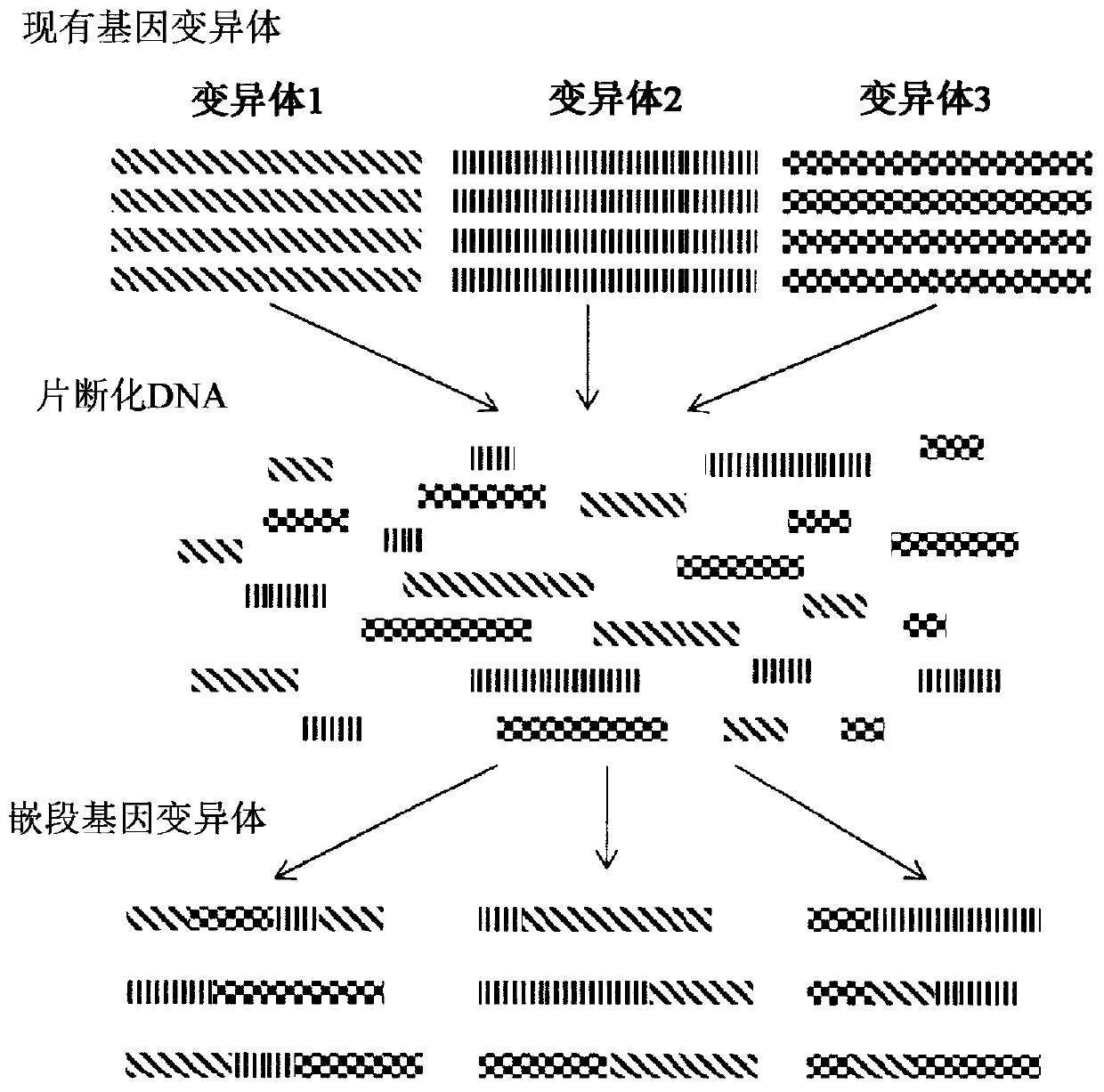 Microbial strain improvement by a htp genomic engineering platform