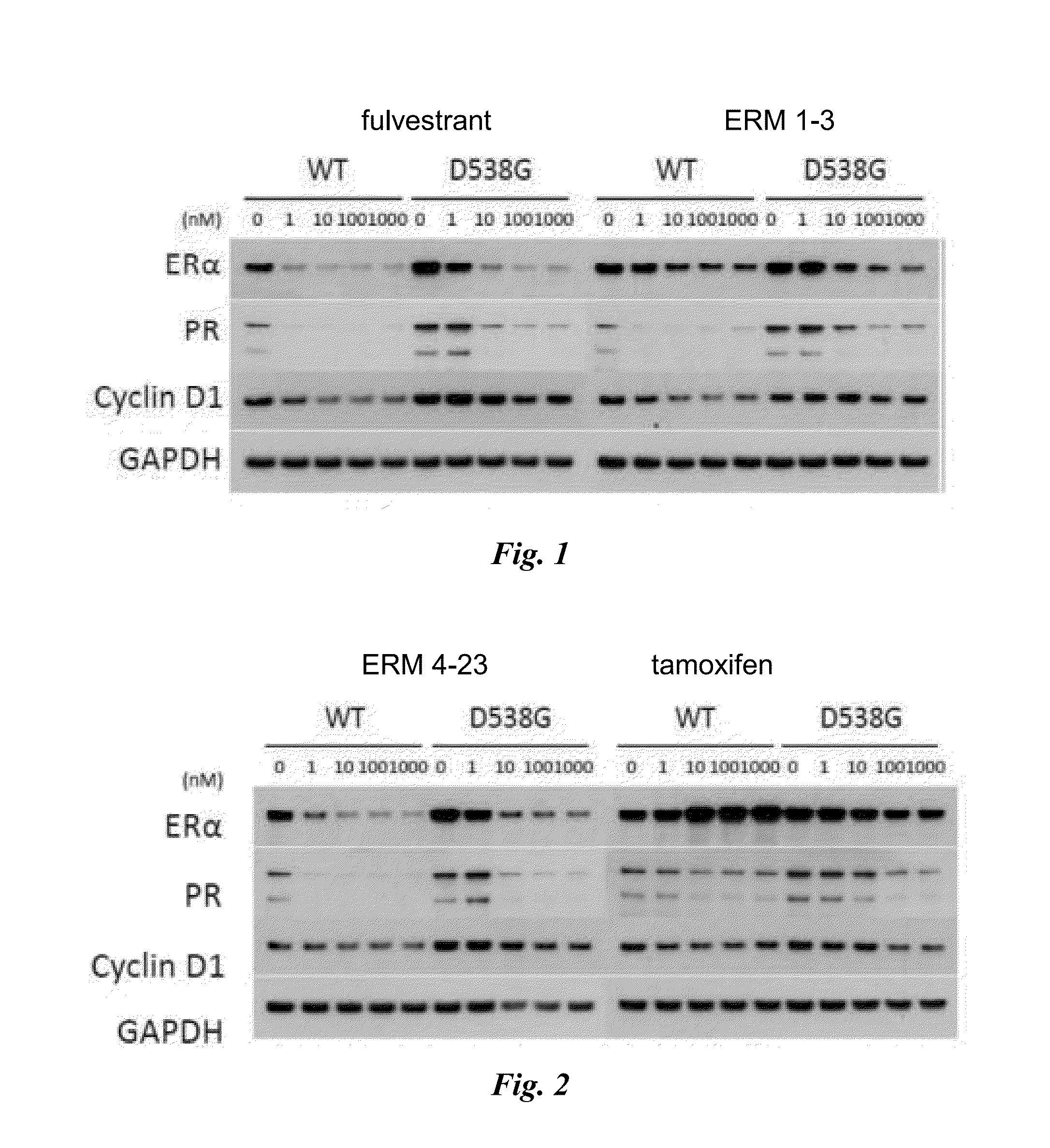 Methods and compositions for modulating estrogen receptor mutants