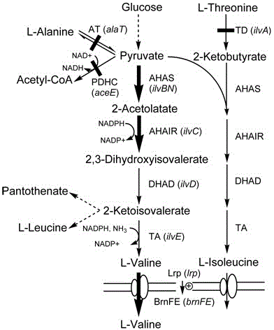 Construction of corynebacterium glutamicum engineering bacteria for high-yielding production of L-valine and method for fermentation production of L-valine